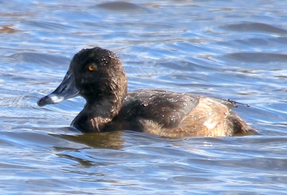 Ring-necked Duck (J. Waterman 11-27-16)