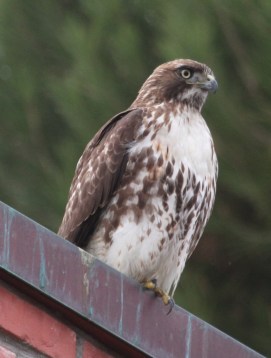 Red-tailed Hawk, juvenile ssp calurus (J. Waterman 11-27-16)