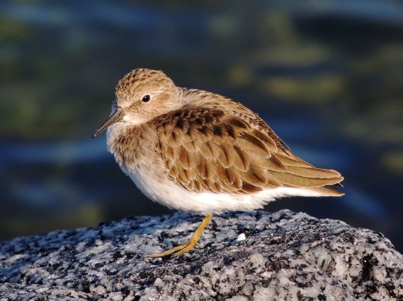 Least Sandpiper Ballona Lagoon 11/19/16 Nancy Conner