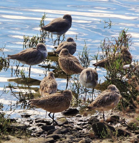 Marbled Godwits, Willets, Ballona Lagoon 11/19/16 Nancy Conner