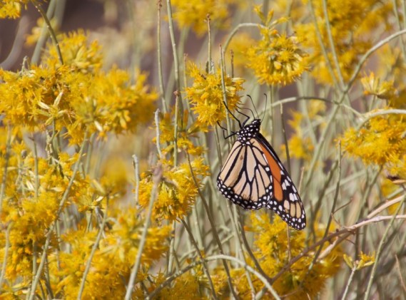 Monarch butterfly (Roxie Seider 10-29-16)
