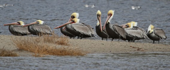A panoramic panoply of pelicans (J. Waterman 11-27-16)
