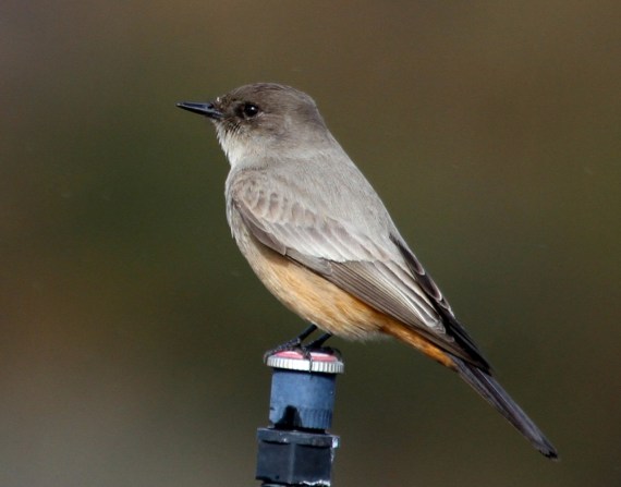 Say's Phoebe, a winter visitor: a bird on a rainbird in the rain (J. Waterman 11-27-16)