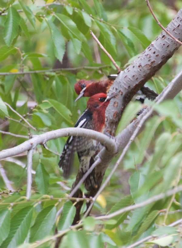 Red-breasted Sapsuckers (Roxie Seider 10-29-16)