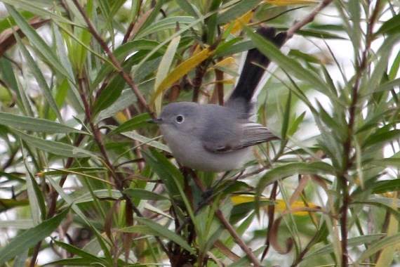 Blue-gray Gnatcatcher (J. Waterman 12-10-16)