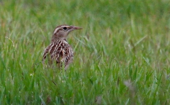 Western Meadowlard spyhopping over the grass (J. Waterman 12-10-16)