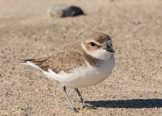 Juvenile Snowy Plover (Ray Juncosa 12/25/16)
