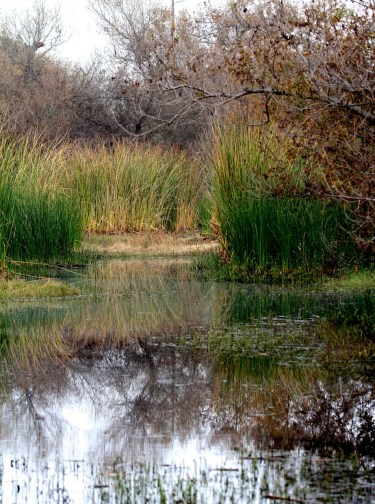 A vernal pool in winter (J. Waterman 12-10-16)