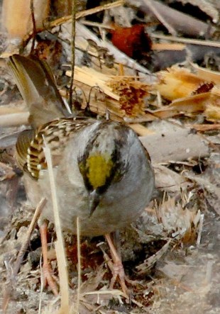 Golden-crowned Sparrow with an exceptionally golden crown (J. Waterman 12-10-16)