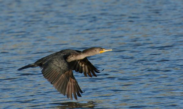2Double-crested Cormorant, working hard to fly (Fraida Gutovich 12-25-16)
