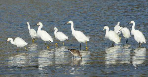 2Snowy Egrets on the march (Fraida Gutovich 12-25-16)