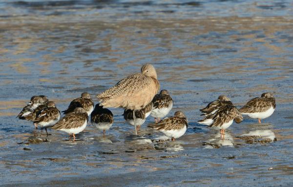 2Momma & babies? Nope. Marbled Godwit surrounded by Ruddy Turnstones, all asleep. (Fraida Gutovich 12-25-16)