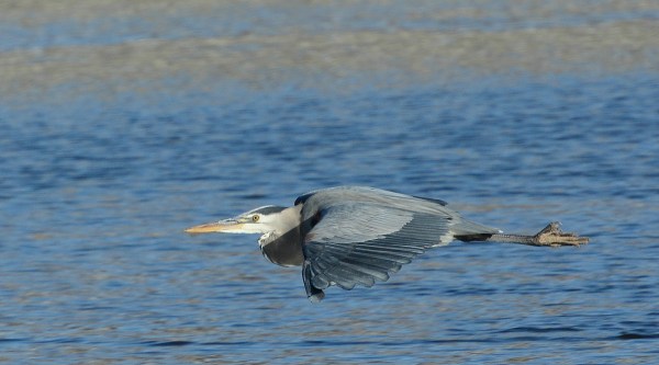 2Great Blue Heron (Fraida Gutovich 12-25-16)