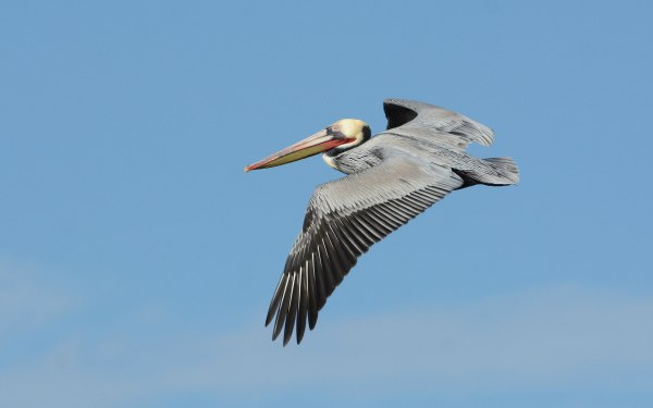 2Brown Pelican adult (Fraida Gutovich 12-25-16)