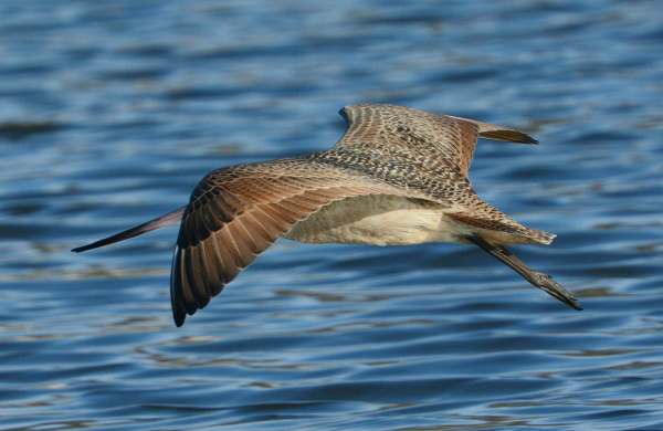 2 (Fraida Gutovich 12-25-16)