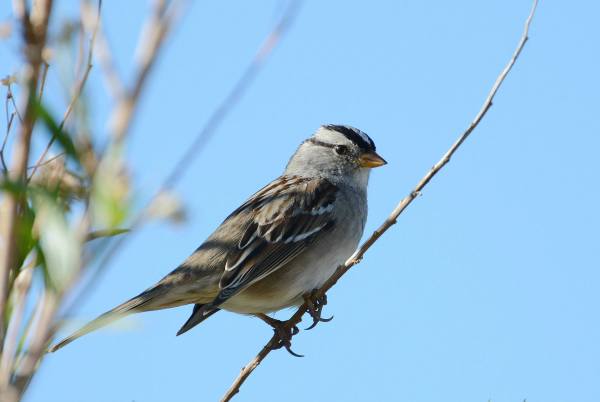 2Adult White-crowned Sparrow (Fraida Gutovich 12-25-16)