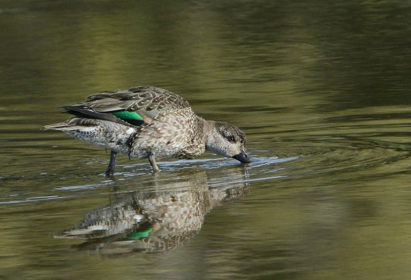 2Now you can see why it's called a Green-winged Teal (Fraida Gutovich 12-25-16)