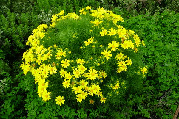Coreopsis in bloom (C. Bragg 2-26-17)