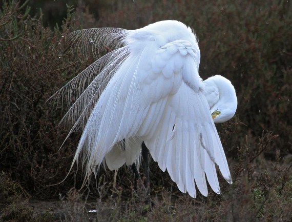 A very plumy Great Egret (J. Waterman 2-26-17)
