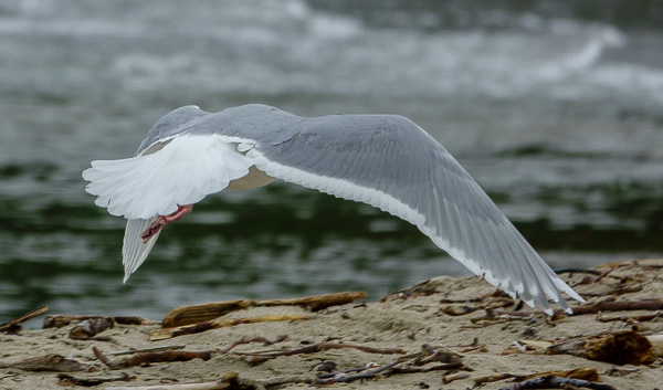 GWGU #1 flying away; white trailing edge wider on secondaries (C. Bragg 2-26-17)