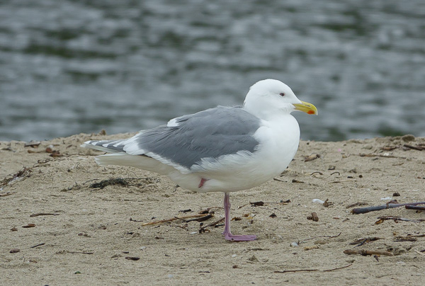 GWGU #1 alert (C. Bragg 2-26-17)