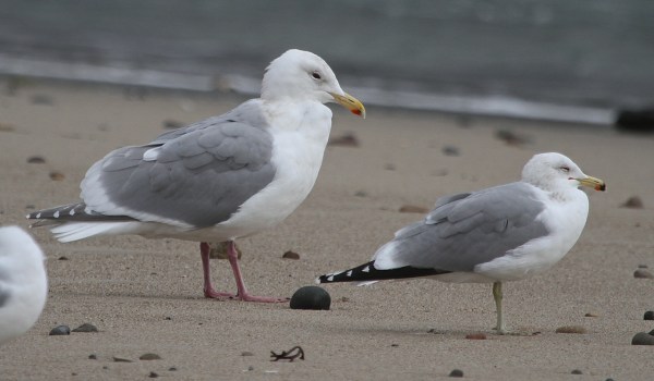 GWGU #2 left, California Gull on right (J. Waterman 2-26-17)