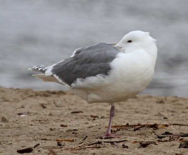 Glaucous-winged Gull #1 (J. Waterman 2-26-17)