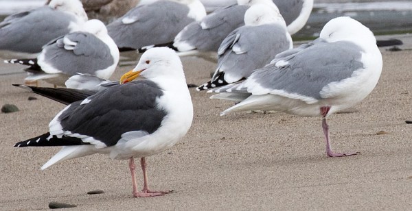 GWGU #1 with Western Gull on left (R. Ehler 2-26-17)