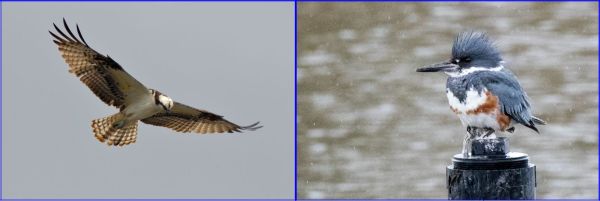 Fish hunters: Osprey (G. Murayama) & Belted Kingfisher female (R. Ehler) 2-26-17