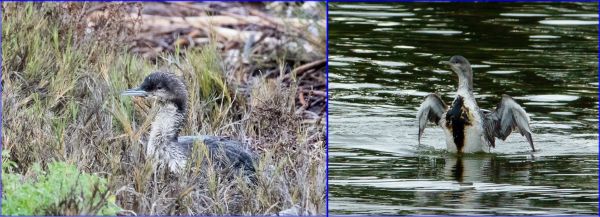 Pacific Loons: in salt grass (R. Ehler) & badly oiled (C. Bragg) 2-26-17