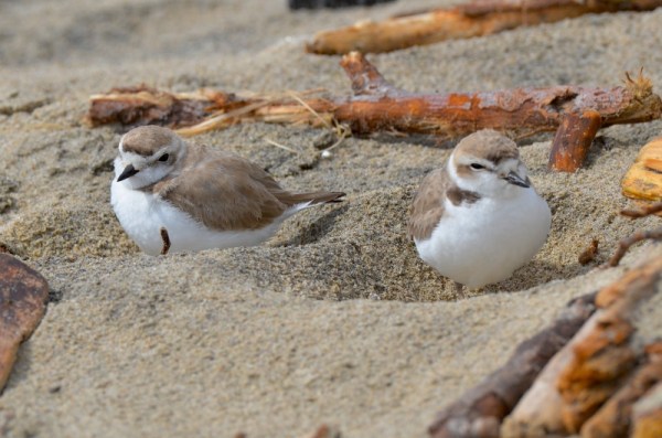 Two Snowy Plovers hide in footprints (G. Murayama 2-26-17)