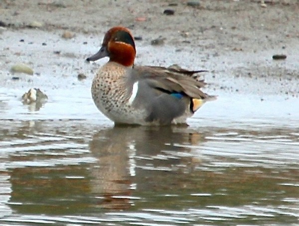 Male Green-winged Teal (J. Waterman 2-26-17)