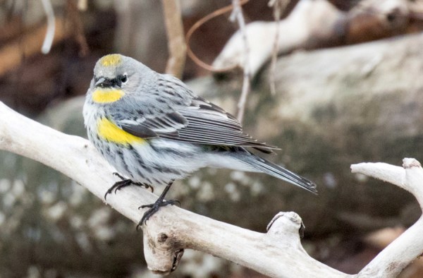Yellow-rumped Warbler working his way into breeding (alternate) plumate (R. Ehler 2-26-17)