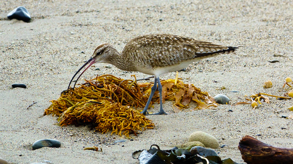 Whimbrel at the seaweed wrack (C. Bragg 2-26-17)