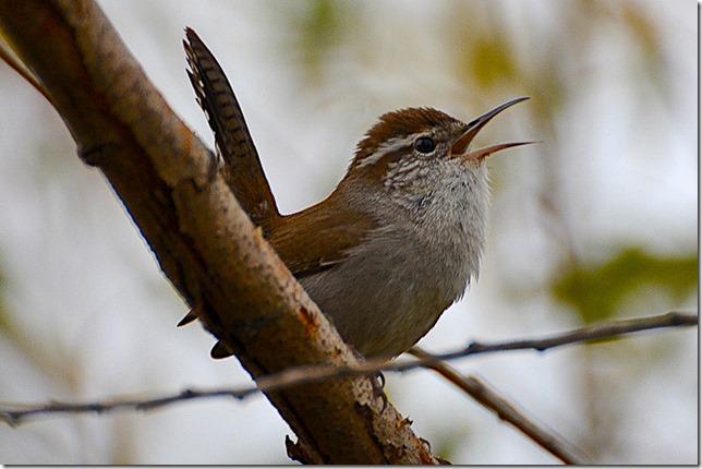 aaa GAM Bewicks 031018Sepulv