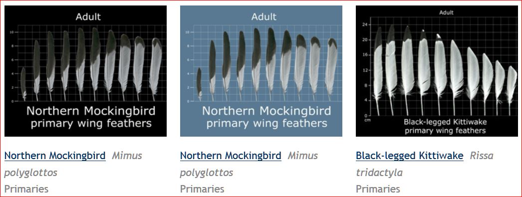 Online Resource: The Feather Atlas | SANTA MONICA BAY AUDUBON SOCIETY BLOG