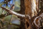 Bluebird W food_Mt-Pinos_Dan Seidner_6-10-18_49_Cr
