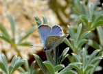 GAM Blue Butterfly&nbsp;060918