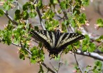 GAM Swallowtail  060918