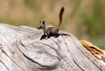 Chipmonk_Mt-Pinos_Dan Seidner_6-9-18_79_Cr