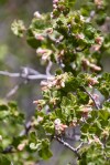 Currant_Mt-Pinos_R Seidner_6-9-18_109