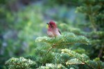 Finch Purple_Mt-Abel_Dan Seidner_6-10-18_133