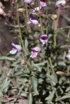 Flower Grinnells Beardtongue Penstemon grinnellii_Shirleys Seep Mt. Abel_R Seidner_6-10-18_124