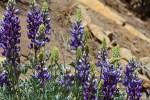 GAM Lupines 060918