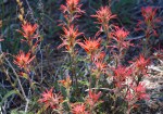 GAM Paintbrush sp.&nbsp;060918