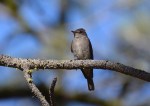 GAM W. Wood-Pewee&nbsp;060918