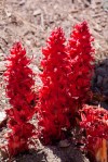 Snow Plant_Mt-Pinos_R Seidner_6-09-18_232
