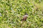 Sparrow Fox in Currant_Mt-Pinos_Dan Seidner_6-9-18_85_Cr
