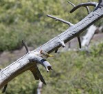Towhee GT_Mt-Pinos_Dan Seidner_6-10-18_231_CrR800