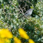 Gnatcatcher BG_ML_R Juncosa_2-24-19_DSC_9440